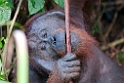 Orangutang.20110228_6284