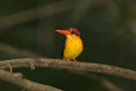 Oriental Drawf Kingfisher.20110225_5589