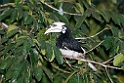 Oriental pied hornbill.20110225_6028