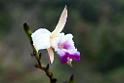 Orkidee.20110304_6704