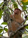 Proboscis Monkey.20110225_5708