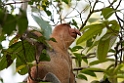 Proboscis Monkey.20110225_5728
