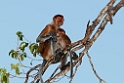 Proboscis Monkey.20110225_5939