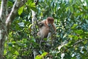 Proboscis monkey.20110225_5696