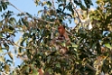 Proboscis monkey.20110225_5911