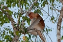 Proboscis monkey.20110225_5923