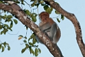 Proboscis monkey.20110225_5940