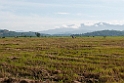 Rice Fields.20110304_6486