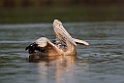 Spot-billed Pelican.20140311_8024