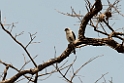 White-rumped Falcon.20140311_7987