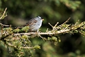 White-crowned Sparrow_DSC596520140612