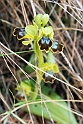Ophrys fusca bilunulata.20140401_8462