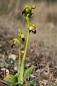 Ophrys fusca lupercalis.20140401_8455