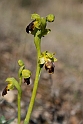 Ophrys fusca lupercalis.20140401_8459
