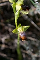 Ophrys fusca lupercalis.20140401_8467