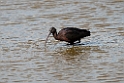 Sort ibis.20140326_8314