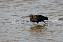 Sort ibis.20140326_8316