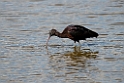 Sort ibis.20140326_8335