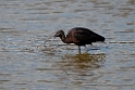 Sort ibis.20140326_8339