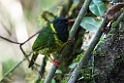 Green-and-black Fruiteater.20160117_6362