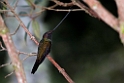 Sword-billed Hummingbird.20160114_6734