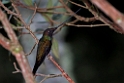 Sword-billed Hummingbird.20160114_6736