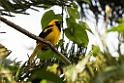 Yellow-tailed Oriole.20160108_6958