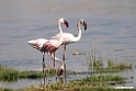 Lesser Flamingo.201015jan_2679