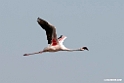 Lesser Flamingo.201015jan_2698