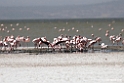 Lesser Flamingo.201026jan_5169