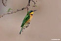 Little Bee-eater.201026jan_5128