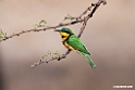 Little Bee-eater.201026jan_5137