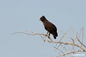 Long-crested Eagle. 201016jan_3012