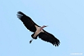 Marabou Stork.201015jan_2657