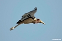 Marabou Stork.201015jan_2686