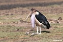 Marabou Stork.201015jan_2692