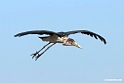 Marabou Stork.201015jan_2709