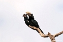 Silvery-cheeked Hornbill.201017jan_2754