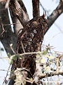 Spotted Eagle-owl.201014jan_2440