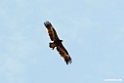 Steppe Eagle.201014jan_2417