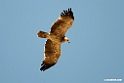 Tawny Eagle.201026jan_5161