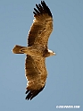 Tawny Eagle.201026jan_5163