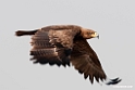 Tawny eagle.201015jan_2532