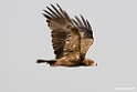 Tawny eagle.201015jan_2533