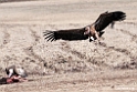 Vultures.201011jan_1694