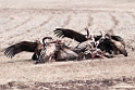 Vultures.201011jan_1717
