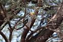 Yellow-billed Hornbill.201015jan_2570