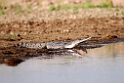 Indian gavial_DSC7412