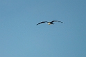Lesser Frigatebird.20231018-_DSC3959