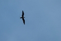 Lesser frigatebird.20231018-_DSC4081